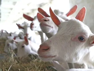 30 млн рублей получат три нижегородских сельхозпроизводителя на развитие проектов в сфере аграрного туризма